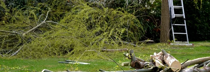 Geschnittene Äste auf einem Rasen.